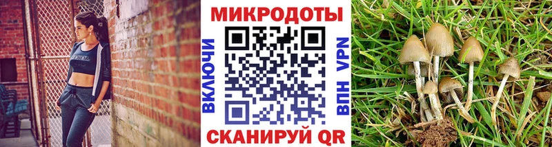 Галлюциногенные грибы Psilocybine cubensis  Йошкар-Ола 